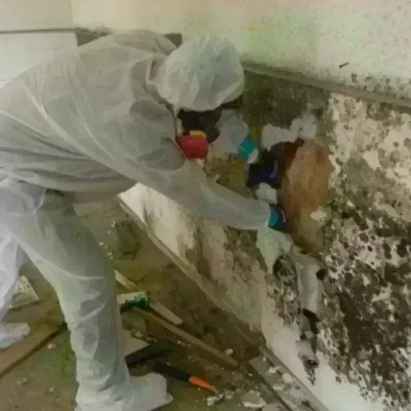 Mold Remediation and Removal in Okfuskee County, OK